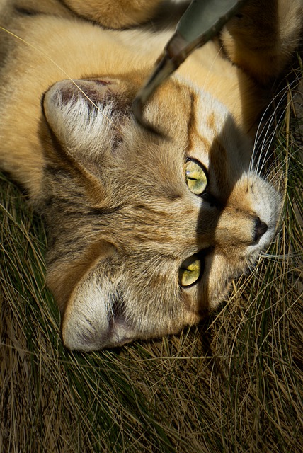 Felis Margarita, Gato, Animal