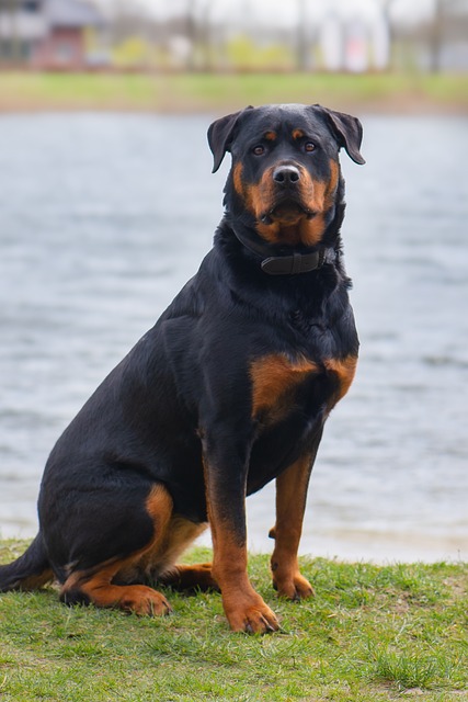 Free Rottweiler Dog photo and picture