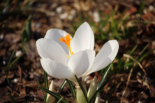 Krokus, Forår, Natur, Flora, Blomster