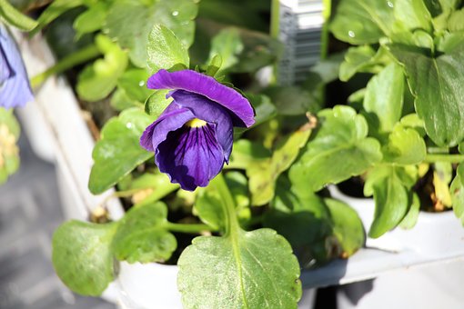 Stedmoderblomst, Blomst, Plante, Natur