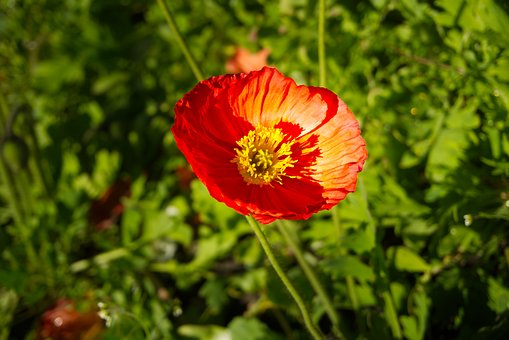 Naturaleza, Flor, Planta, Flora, Pétalos