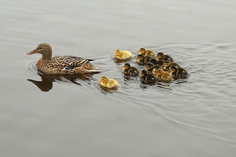 Spring Portrait Ducklings Ducklings Young Ducks Spring - Free photo on Pixabay