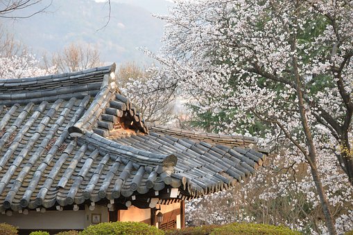 Free Korea Sakura photo and picture