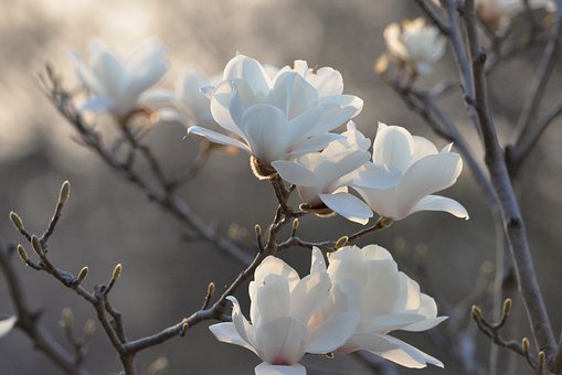 Free Korea Magnolia photo and picture