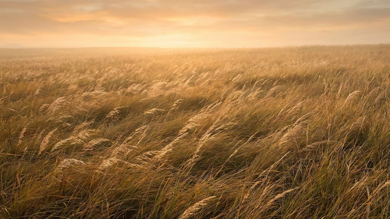 Tall Grass Meadow Field - Free photo on Pixabay