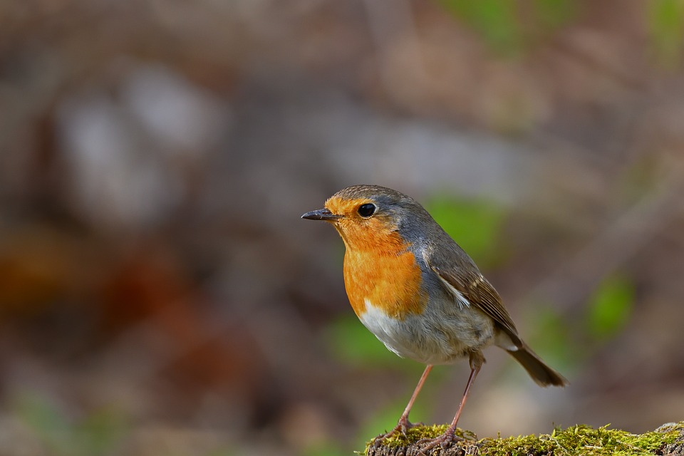 Robin Bird Nature - Free photo on Pixabay