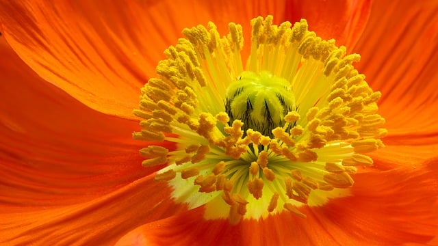Free Poppy Flower photo and picture