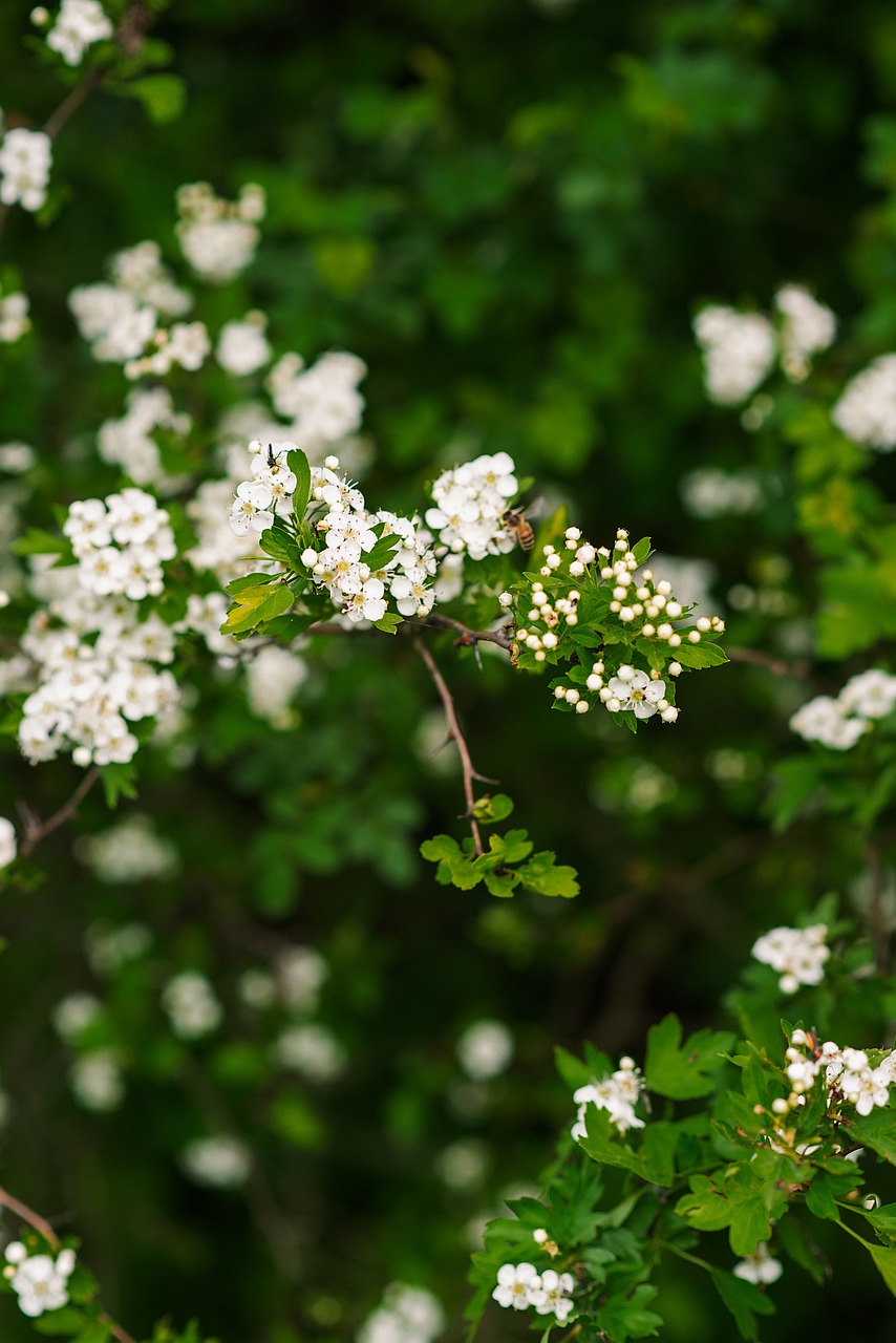Spring Flowers Green Early - Free photo on Pixabay