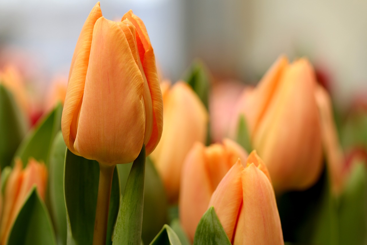 Flowers - free online jigsaw puzzle photo