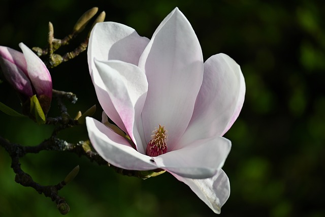 Free Magnolia Blossom photo and picture