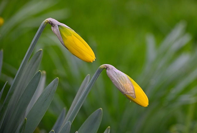 Free Yellow Flower Buds photo and picture