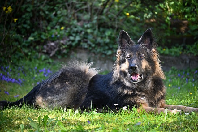 Free Dog German Shepherd photo and picture