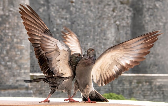 Free Pigeon Birds photo and picture