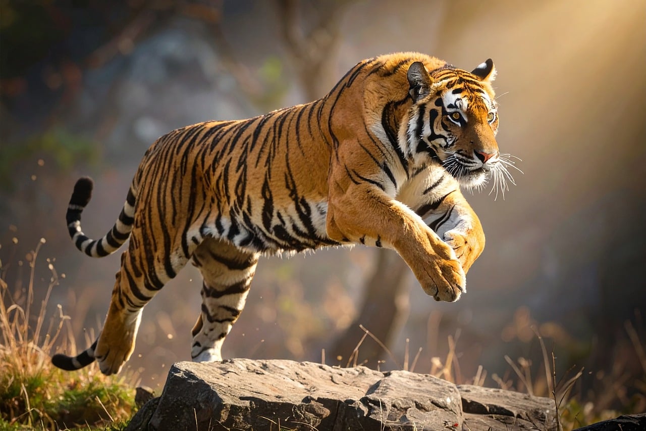 Tiger Jump Nature - Free photo on Pixabay