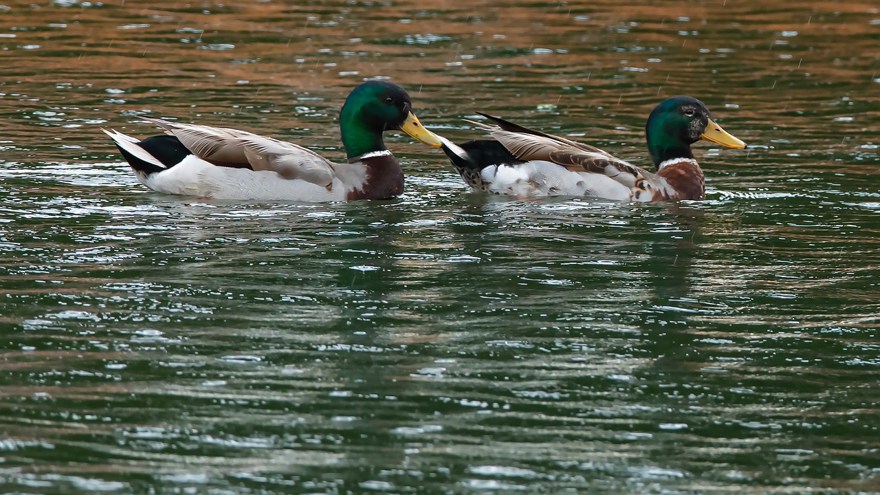 Ducks Nature Birds - Free photo on Pixabay