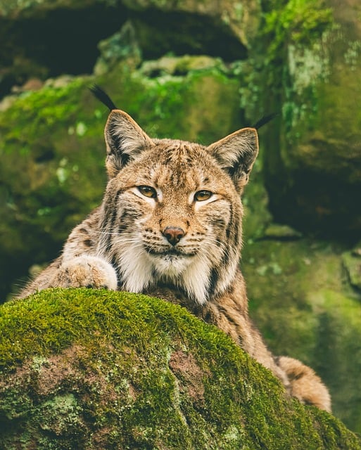 Free Eurasischer Lynx Lynx photo and picture
