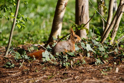 Ardilla, Animal, Naturaleza