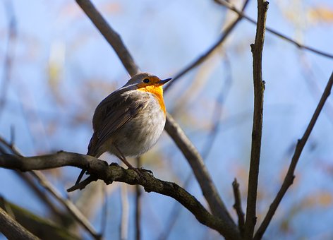 Erithacus Rubecula, Rouge-Gorge, Pájaro
