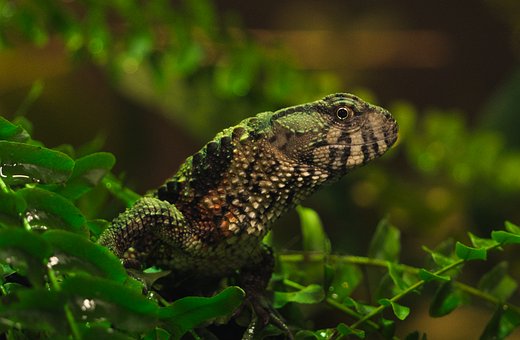 Lagarto, Animal, Naturaleza