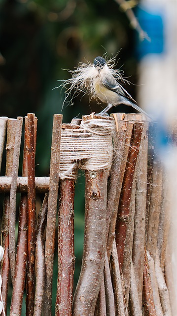Free Vogel Blaumeise photo and picture