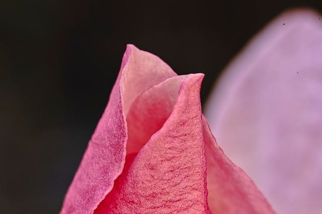 Magnólia, Flor, Macro, Rosa, Pétala