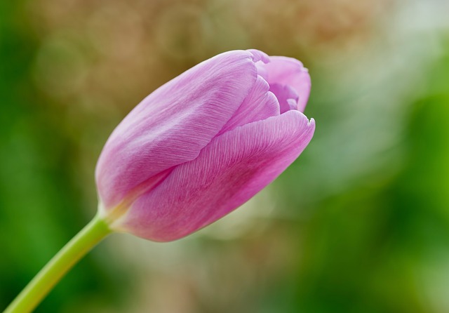 Rosa Tulpe, Blühend, Frühling, Natur