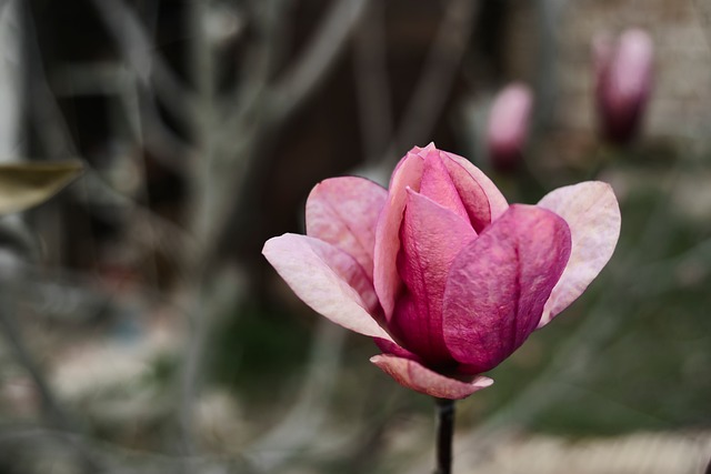 Magnólia, Flor, Rosa, Suave, Natureza