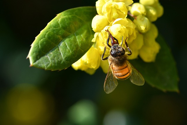 Free Bee Insect photo and picture