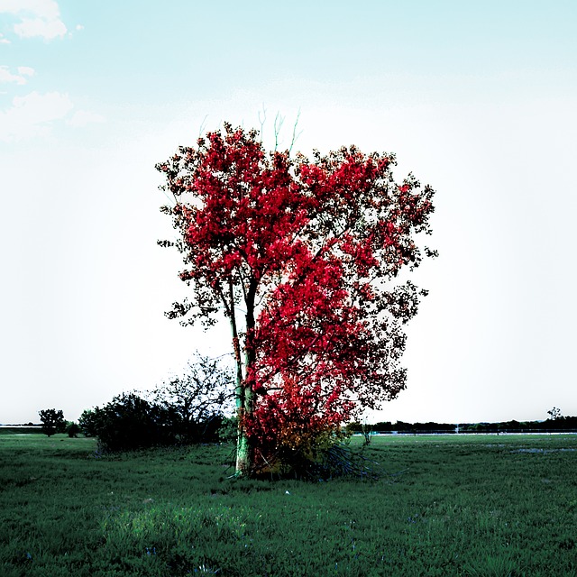 Free Tree Heart photo and picture