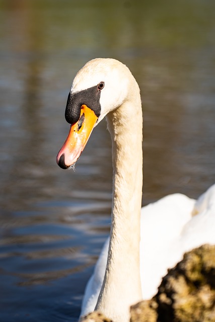 Free Swan Water Bird photo and picture