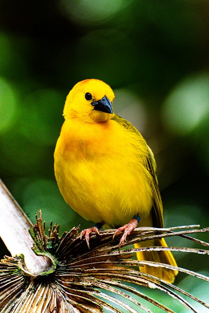 Free Bird Yellow photo and picture