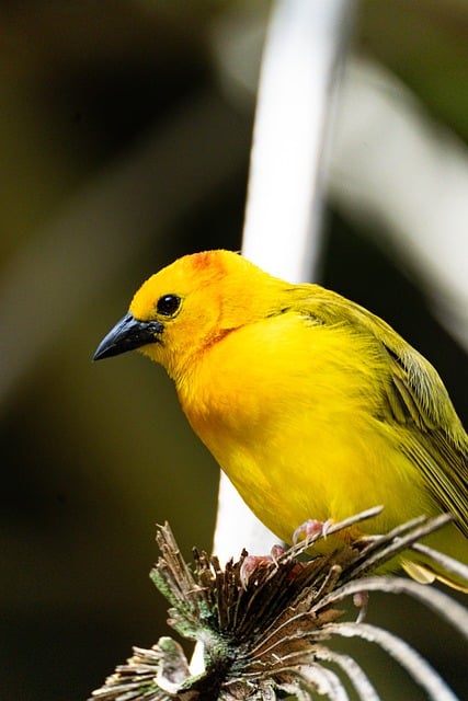 Free Bird Yellow Bird photo and picture