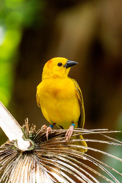 Free Bird Golden photo and picture