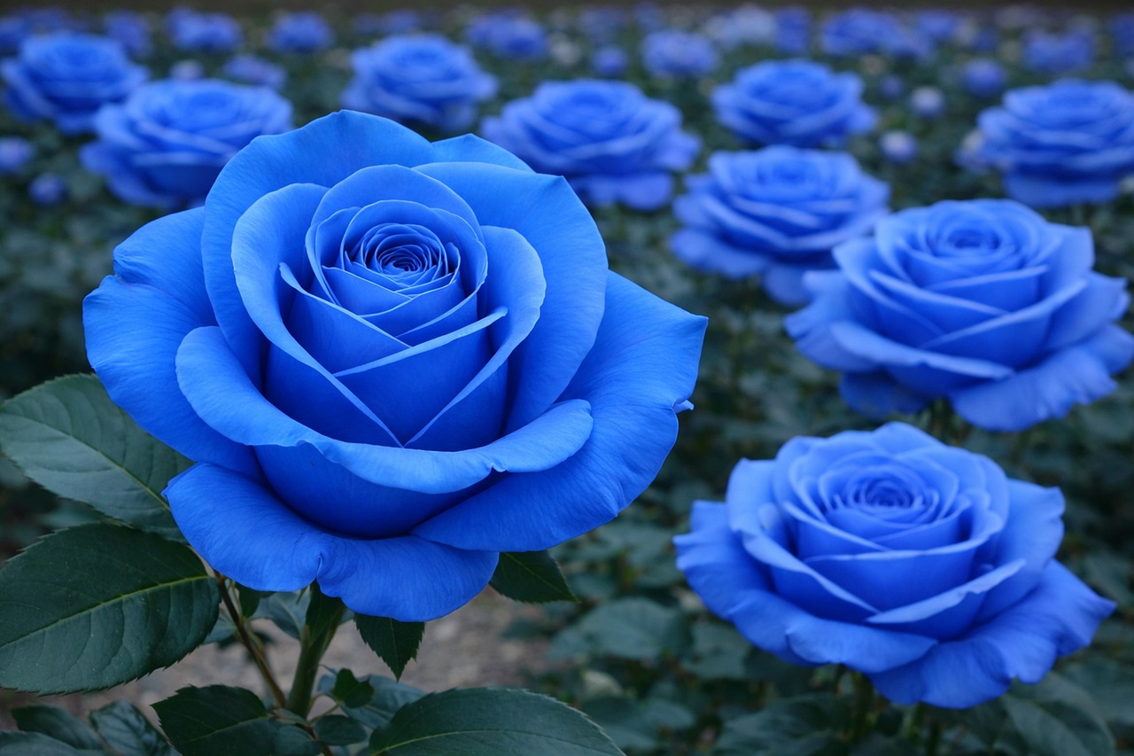 Blue Rose Garden Flower - Free photo on Pixabay