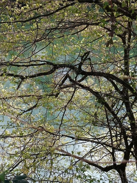 Free Nature Forest photo and picture