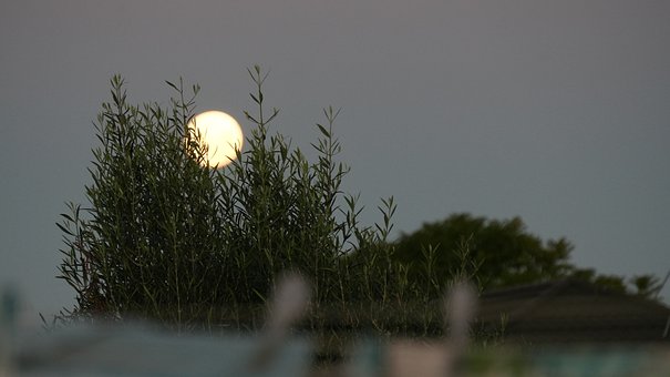 Lua, Árvore, Árvore Em Frente À Lua