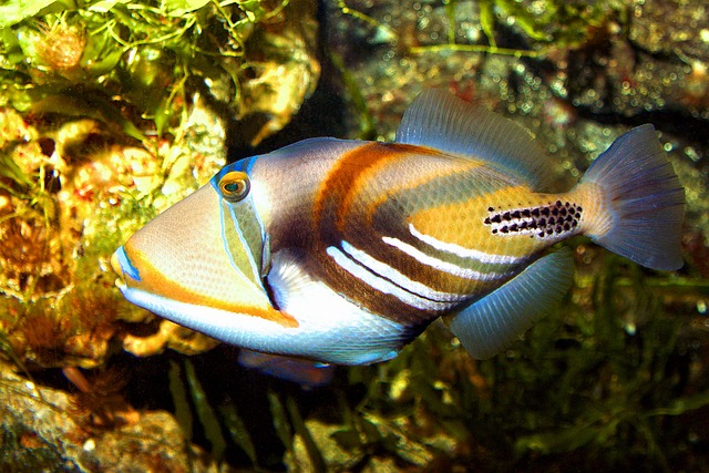Starring Fish Lagoon Triggerfish Fish Underwater - Free photo on Pixabay