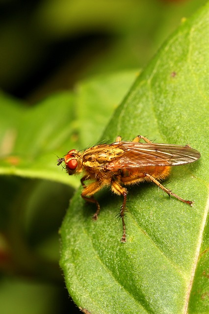 Free Yellow Dung Fly Golden Dung Fly photo and picture