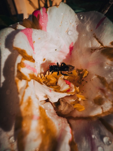 Abeja, Insecto, Naturaleza, Polinización