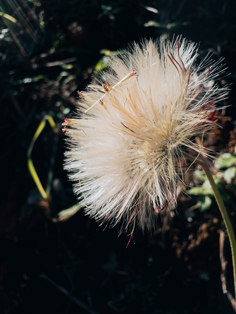 Diente De León, Naturaleza, Flor, Planta