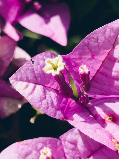 Naturaleza, Flor, Bloom, Florecer