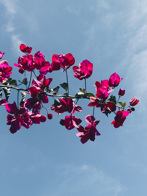 Naturaleza, Flor, Bloom, Florecer
