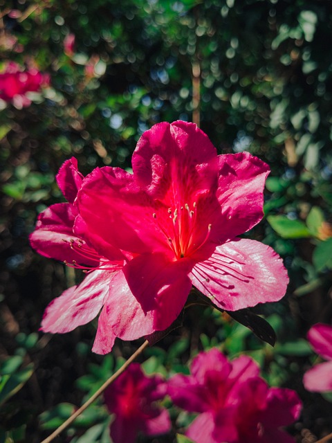 Naturaleza, Flor, Bloom, Florecer