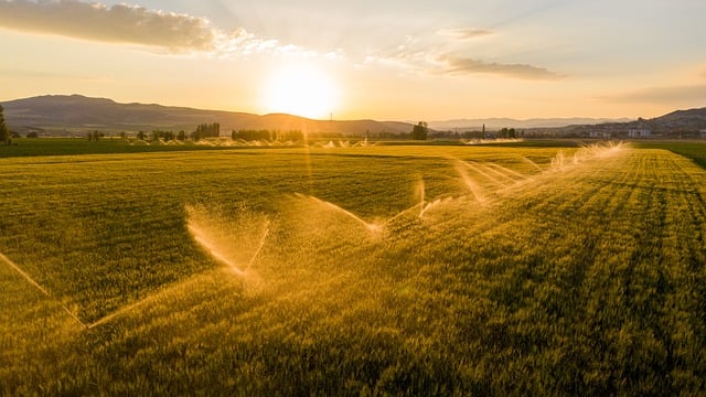 Free Sunset Field photo and picture