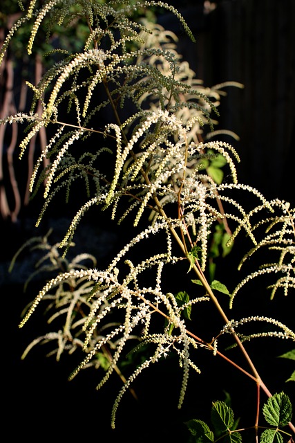 Plantă, Natură, Barba De Capră, Frunze