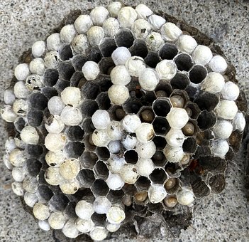 Cuib, Viespi, Insecte, Hexagon