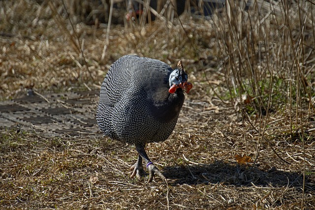 Free Guinea Fowl Bird photo and picture