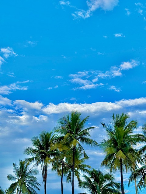 Free Brazil Nature photo and picture