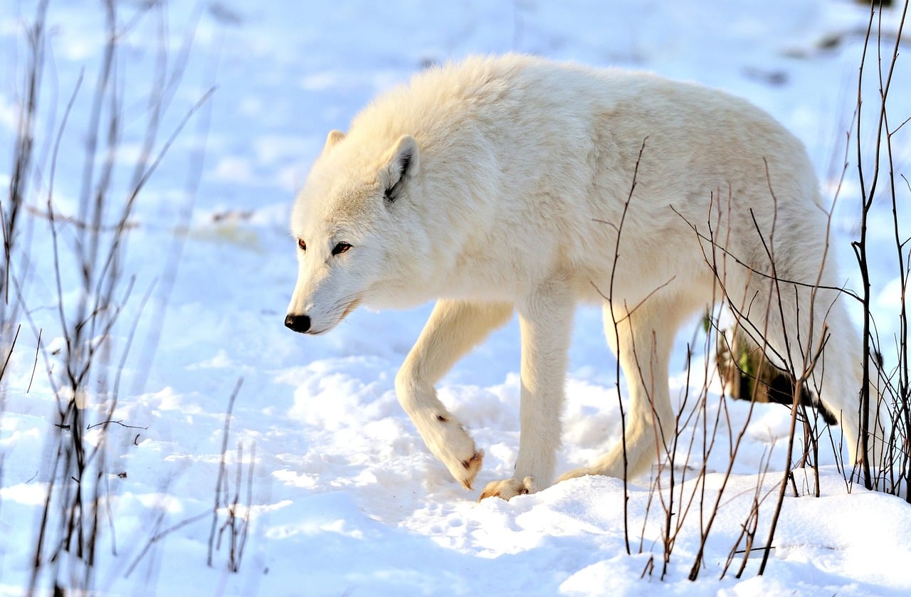 Polar Wolf Winter Landscape White - Free photo on Pixabay
