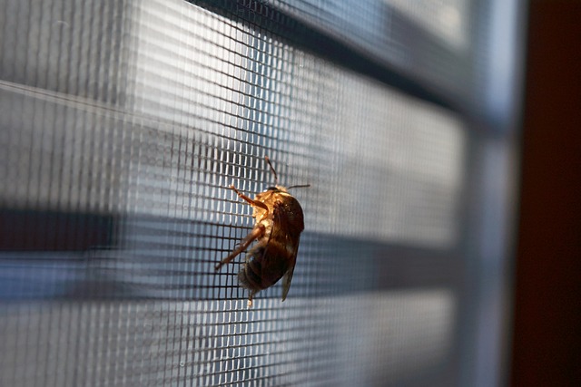 Free Bee Insect photo and picture
